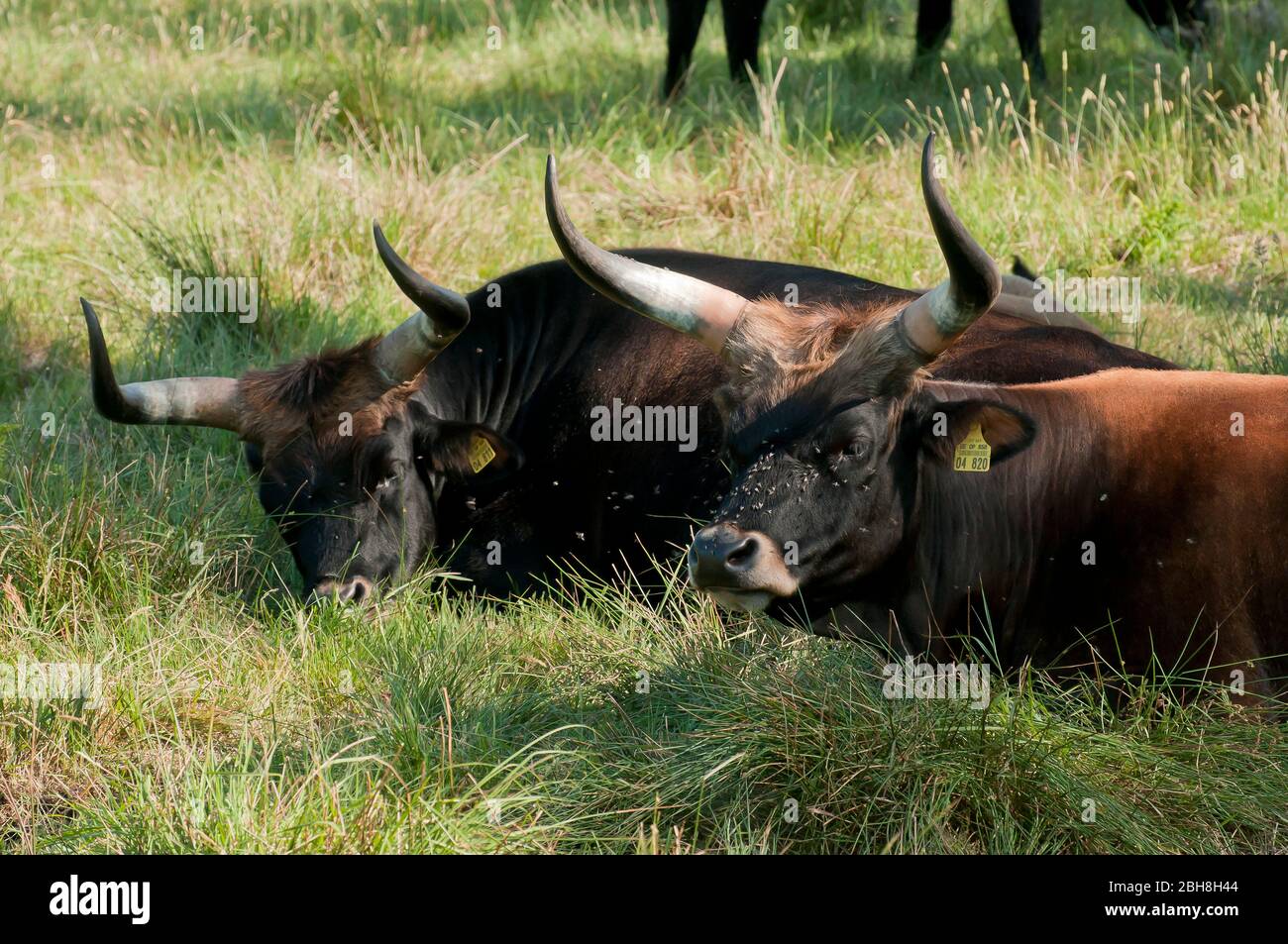 Aurochs, Ur, Urus, Bos primigenius, auf der Weide, zwei Tiere, Bayern, Deutschland Stockfoto