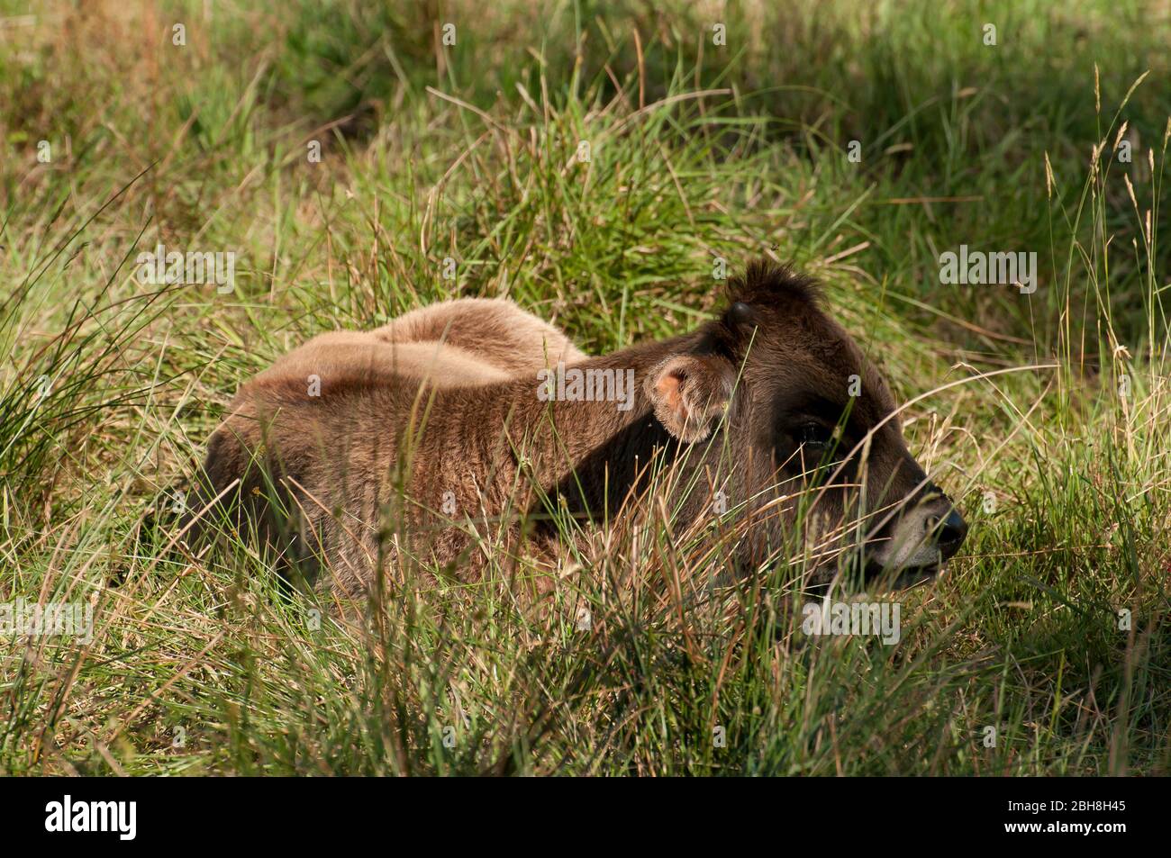 Auerochsen, Kalb, Ur, Urus, Bos primigenius, auf der Weide, Bayern, Deutschland Stockfoto