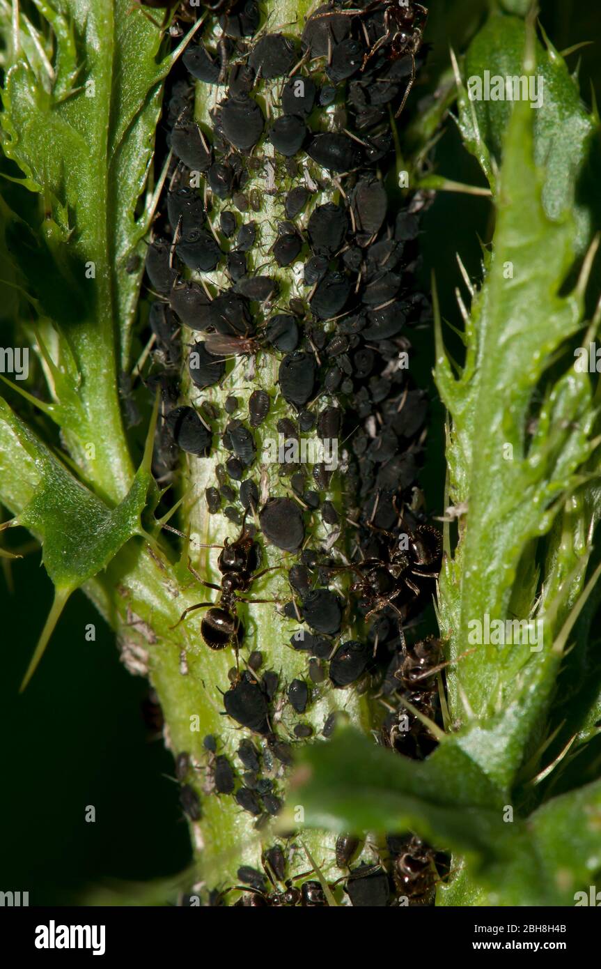 Blattläuse, Sternorrhyncha, werden von Ameisen gemolken, die auf stacheliger Pflanze sitzen, Bayern, Deutschland Stockfoto