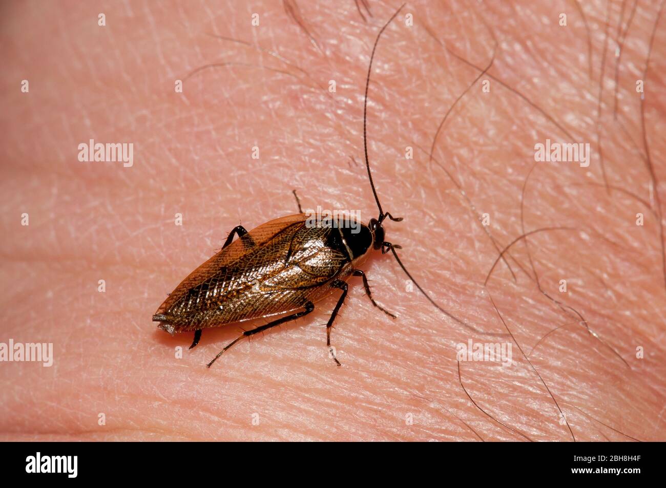 Schabe aus Holz, Ectobius lapponicus, auf der menschlichen Haut sitzend. Bayern, Deutschland Stockfoto