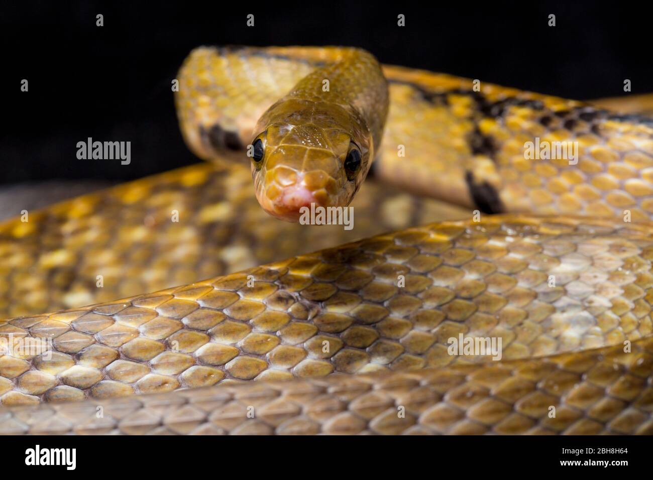 Coelognathus flavolineatus, die schwarze kupferne Rattennatter oder gelb gestreifte Schlange, isoliert auf schwarzem Hintergrund Stockfoto