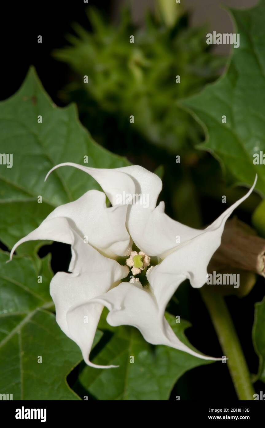 Jimson-Unkraut, Datura stramonium, Blüte, Draufsicht, Bayern, Deutschland Stockfoto