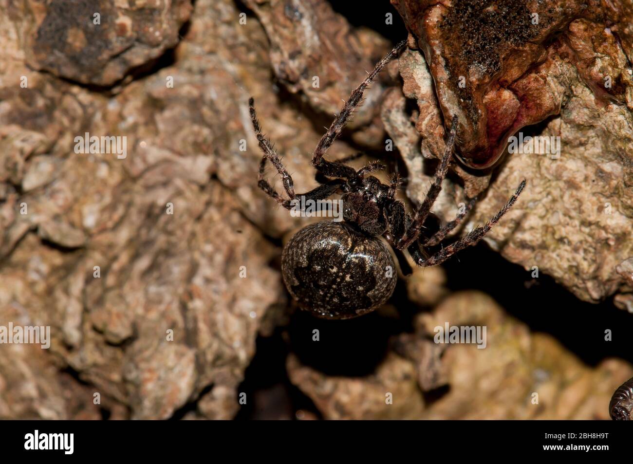 Brückenspinne, Larinioides sclopetarius, Nahaufnahme Stockfoto
