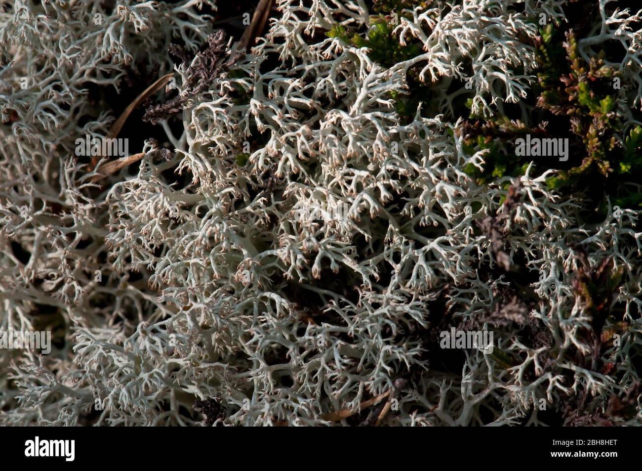 Baummoos, Pseudevernia furfuracea, Nahaufnahme, Bayern, Deutschland Stockfoto
