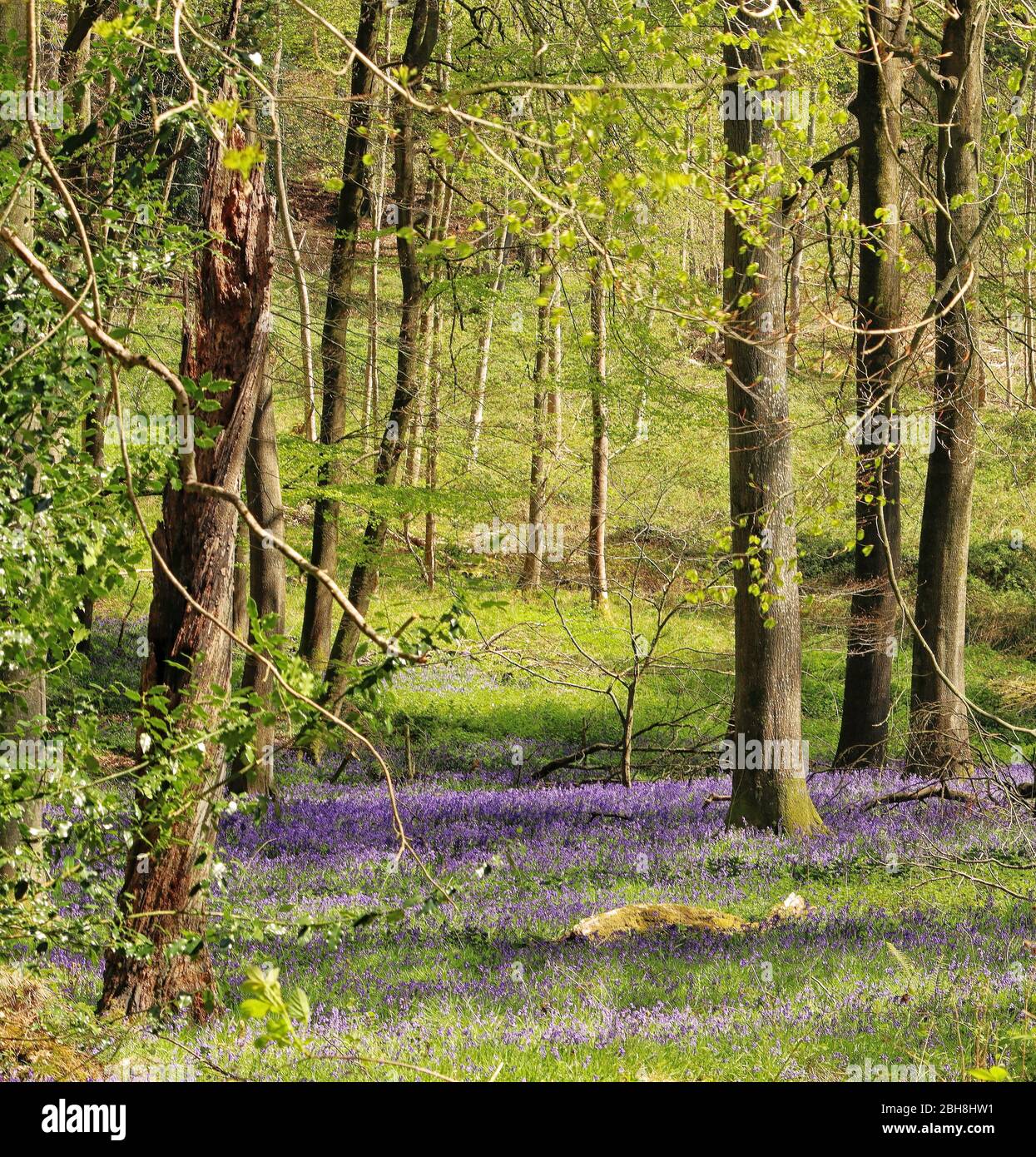 Gefleckte Sonnenschein auf einer englischen Woodland Strecke gesäumt von Frühling Glockenblumen Stockfoto