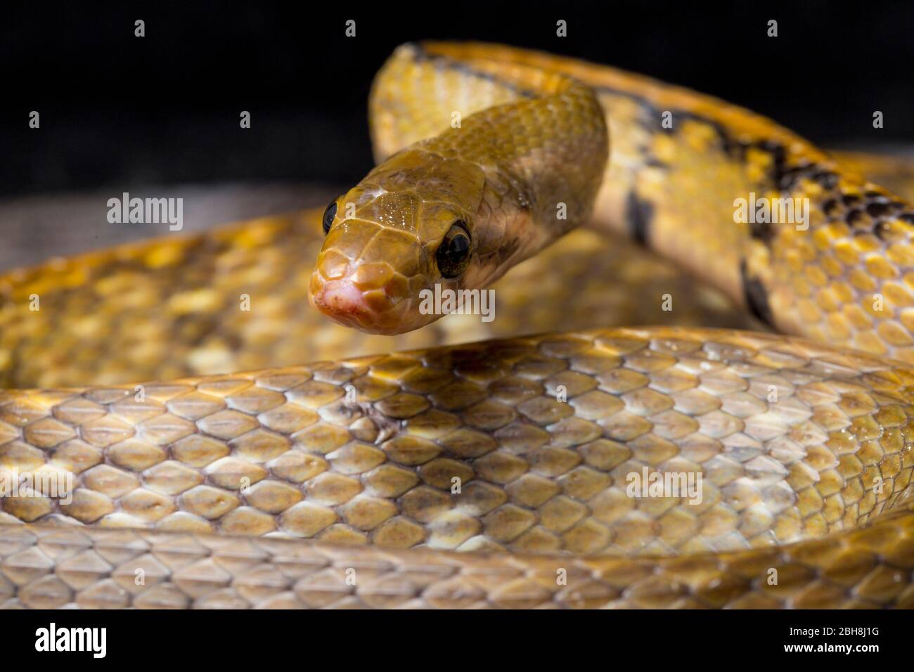Coelognathus flavolineatus, die schwarze kupferne Rattennatter oder gelb gestreifte Schlange, isoliert auf schwarzem Hintergrund Stockfoto