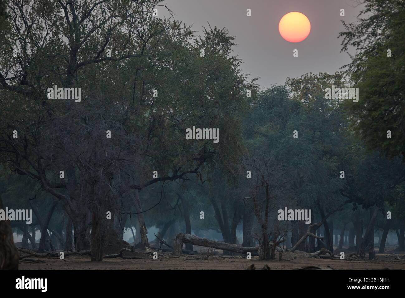 Ana Bäume, Faidherbia albida, auf der Zambezi Aue des Mana Pools National Park, Mashonaland West, Simbabwe, schaffen eine malerische Atmosphäre Stockfoto