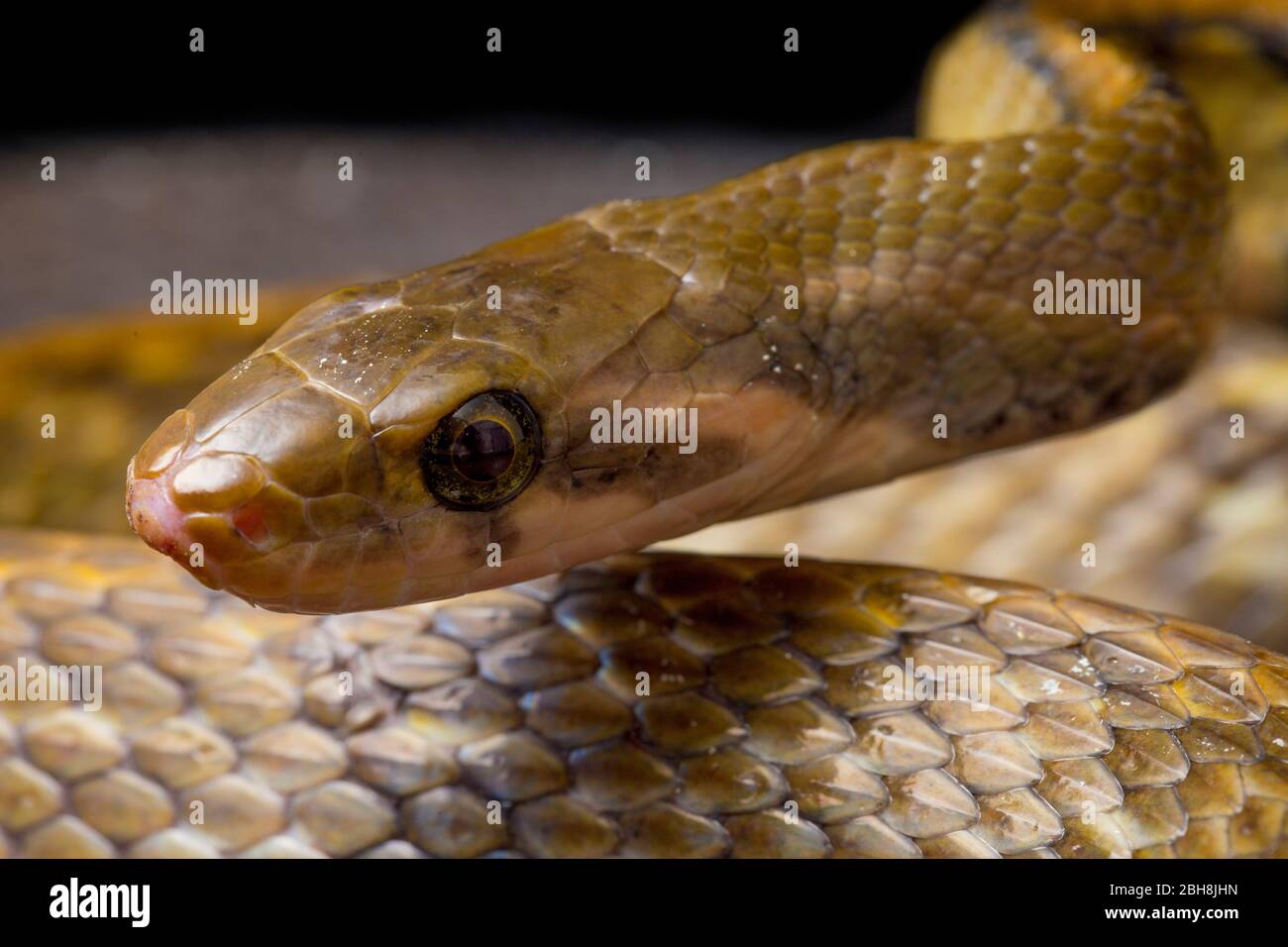 Coelognathus flavolineatus, die schwarze kupferne Rattennatter oder gelb gestreifte Schlange, isoliert auf schwarzem Hintergrund Stockfoto