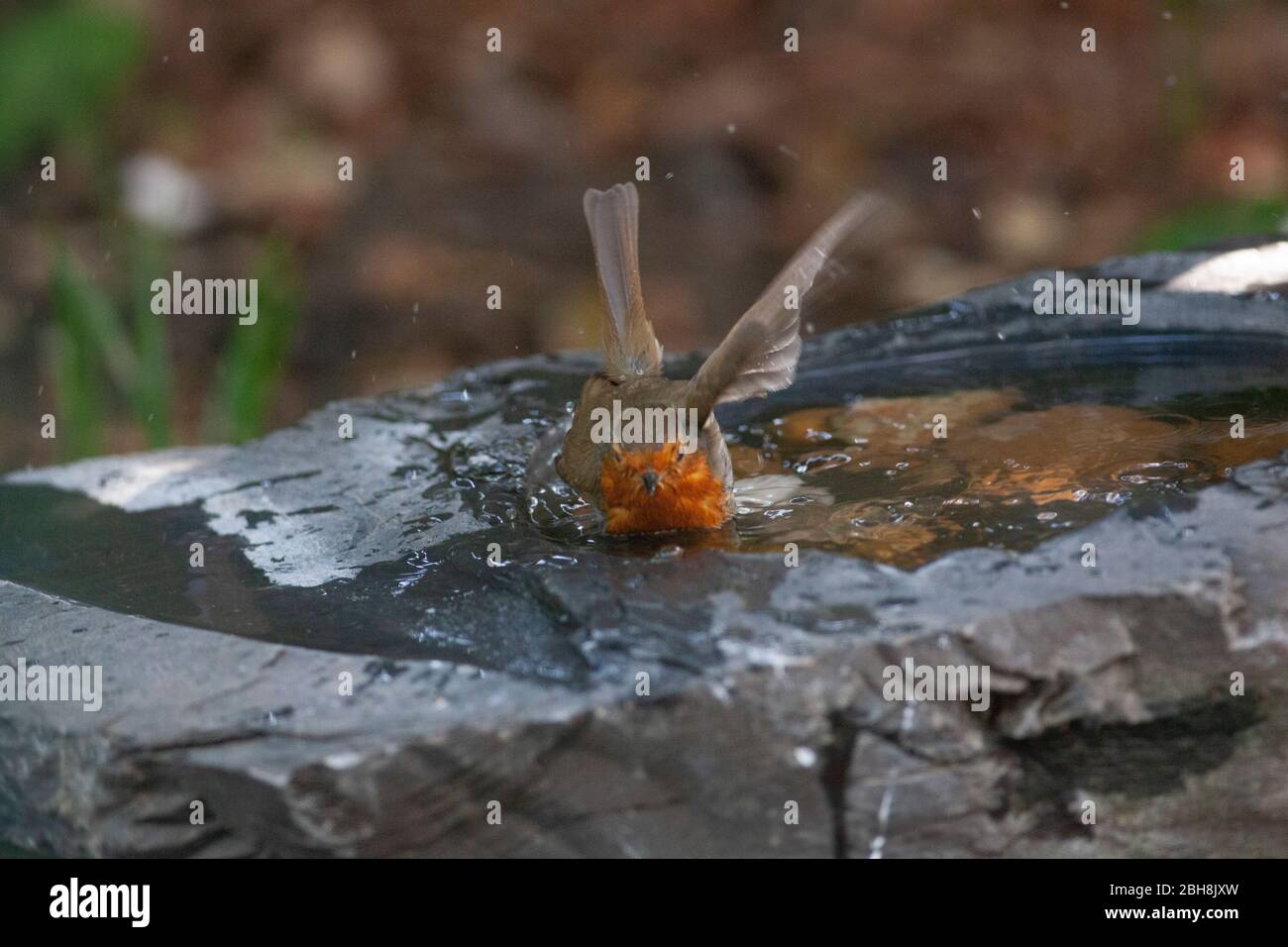 London, Großbritannien, 24. April 2020: Ein Rotkehlchen wäscht in einem Schiefer-Vogelbad in einem Garten in Clapham. Anna Watson/Alamy Live News Stockfoto