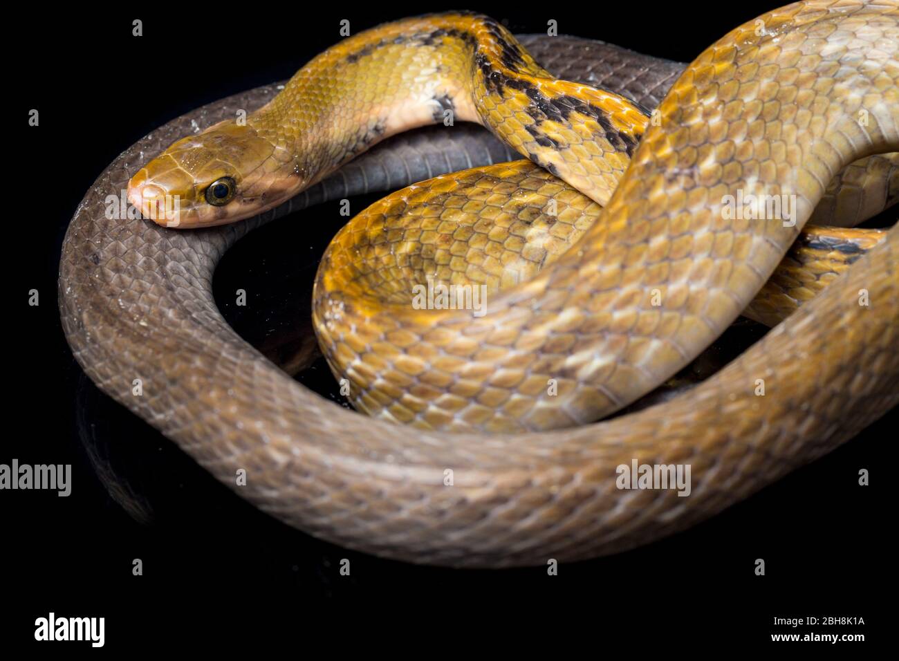 Coelognathus flavolineatus, die schwarze kupferne Rattennatter oder gelb gestreifte Schlange, isoliert auf schwarzem Hintergrund Stockfoto