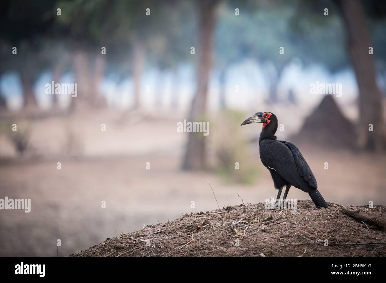 Ana-Bäume, Faidherbia albida, auf der Zambezi-Aue des Mana Pools National Park, Mashonaland West Province, Simbabwe, schaffen Lebensraum für Souhtern Stockfoto