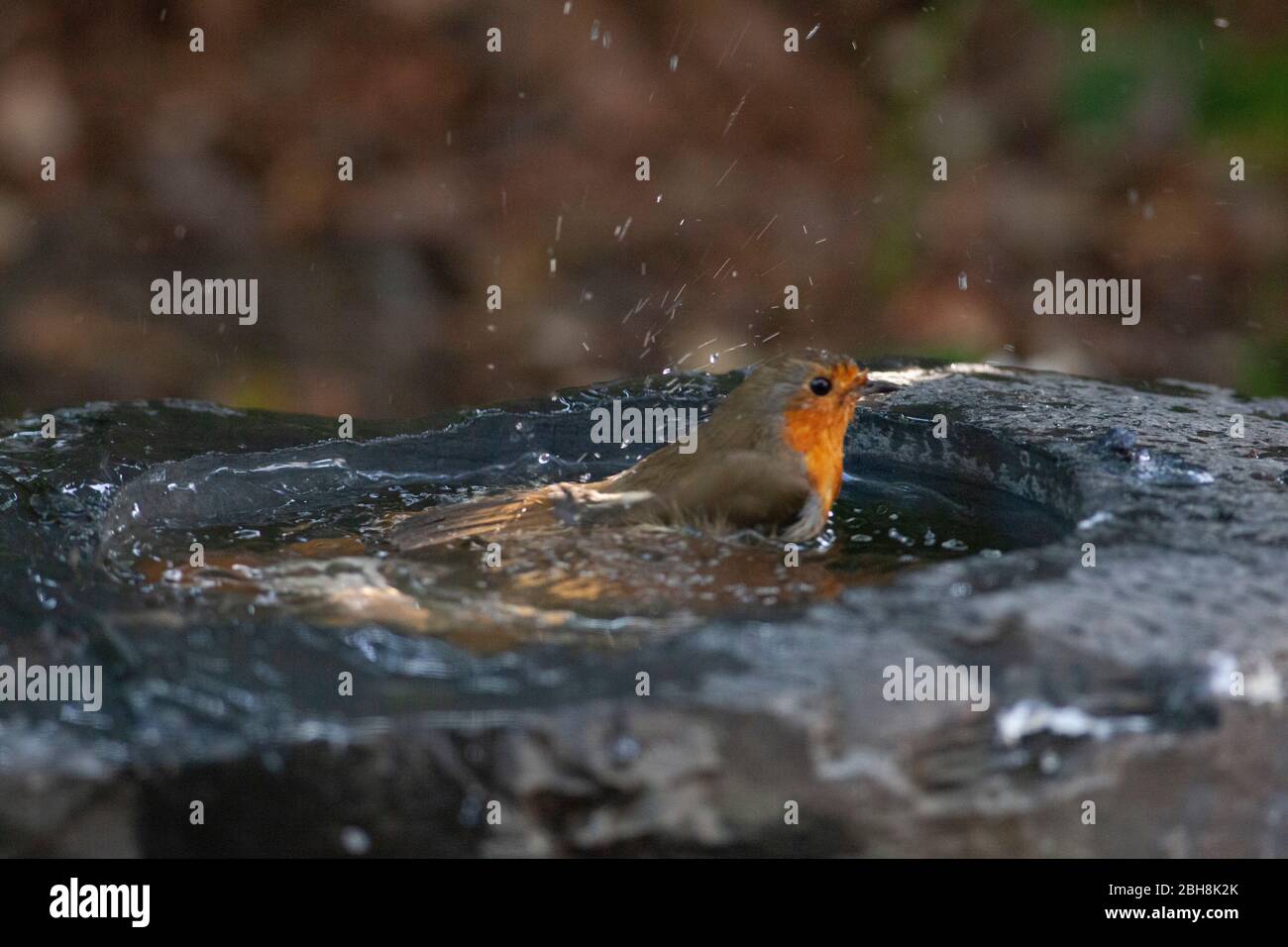 London, Großbritannien, 24. April 2020: Ein Rotkehlchen wäscht in einem Schiefer-Vogelbad in einem Garten in Clapham. Anna Watson/Alamy Live News Stockfoto