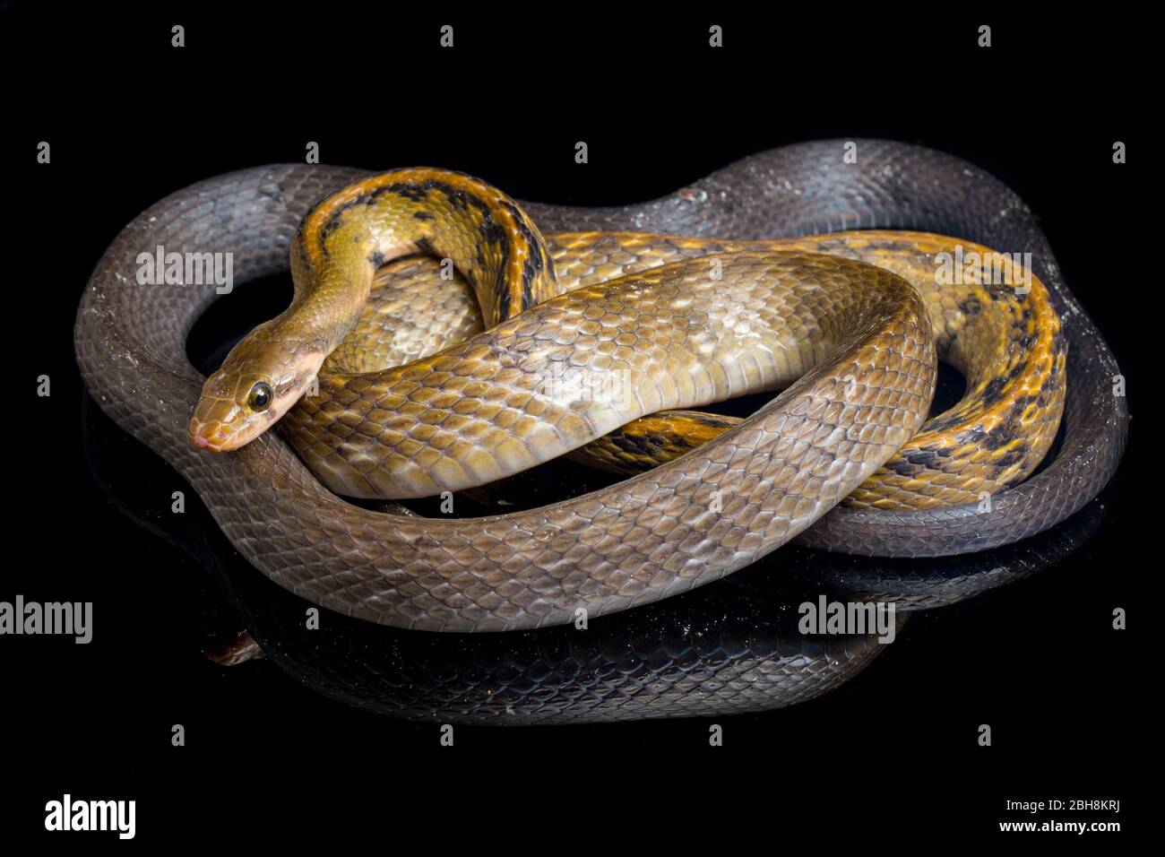 Coelognathus flavolineatus, die schwarze kupferne Rattennatter oder gelb gestreifte Schlange, isoliert auf schwarzem Hintergrund Stockfoto