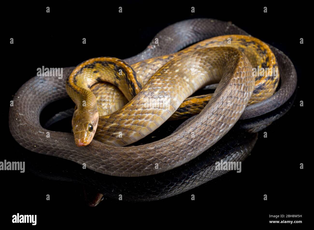 Coelognathus flavolineatus, die schwarze kupferne Rattennatter oder gelb gestreifte Schlange, isoliert auf schwarzem Hintergrund Stockfoto