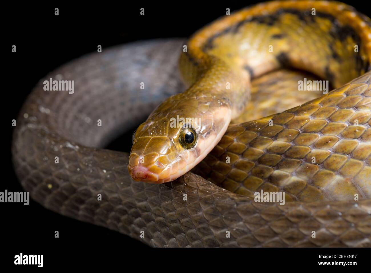Coelognathus flavolineatus, die schwarze kupferne Rattennatter oder gelb gestreifte Schlange, isoliert auf schwarzem Hintergrund Stockfoto