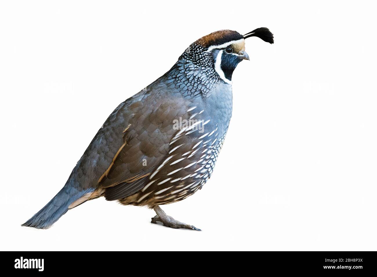 Kalifornien Wachtel isoliert auf weißem Hintergrund ( Callipepla californica ) Stockfoto