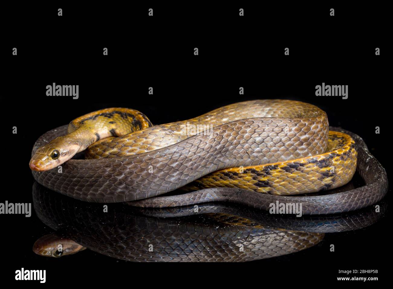 Coelognathus flavolineatus, die schwarze kupferne Rattennatter oder gelb gestreifte Schlange, isoliert auf schwarzem Hintergrund Stockfoto