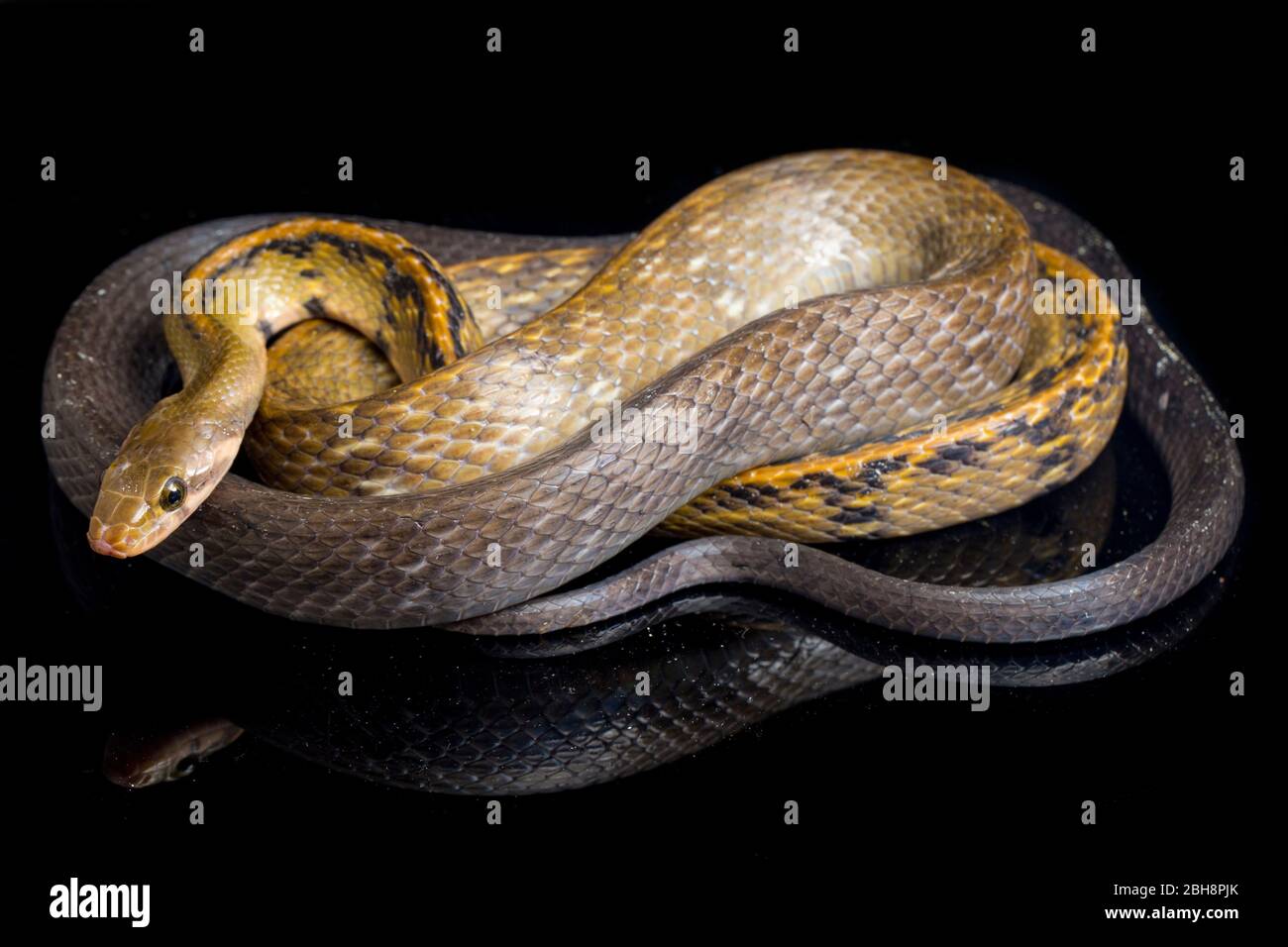 Coelognathus flavolineatus, die schwarze kupferne Rattennatter oder gelb gestreifte Schlange, isoliert auf schwarzem Hintergrund Stockfoto