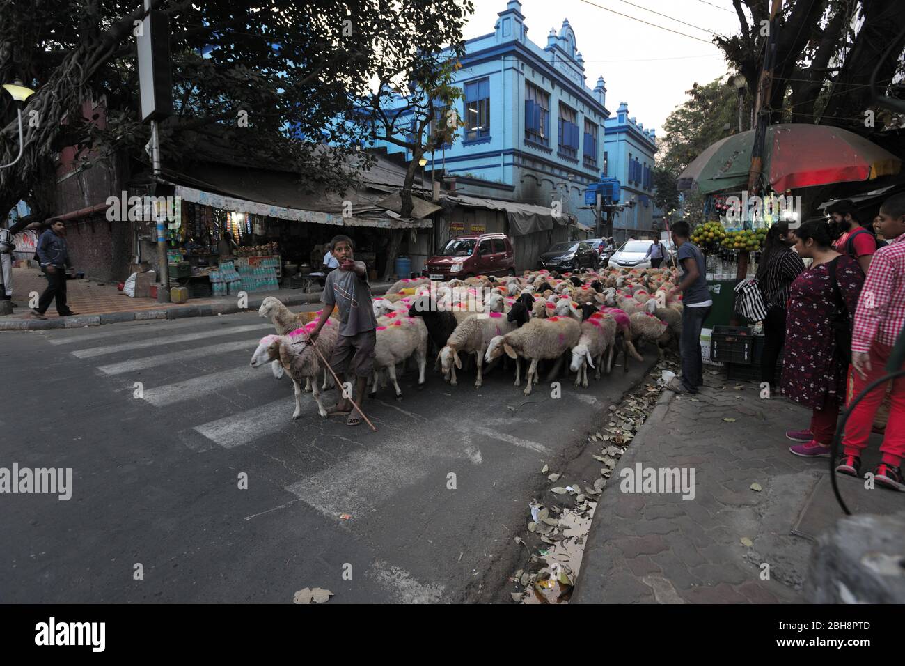 Hirte mit Schafen an der Kreuzung, Kalkutta, Westbengalen, Indien, Asien Stockfoto