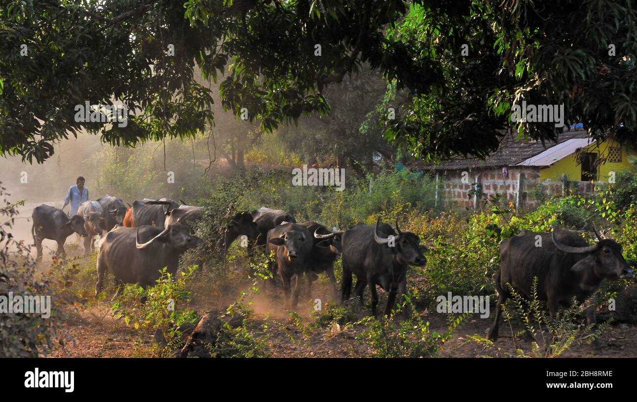 Covid 19, Coronavirus, Leben vergeht auf dem Land, keine Sperrung für Wasserbüffel auf dem indischen Subkontinent Stockfoto