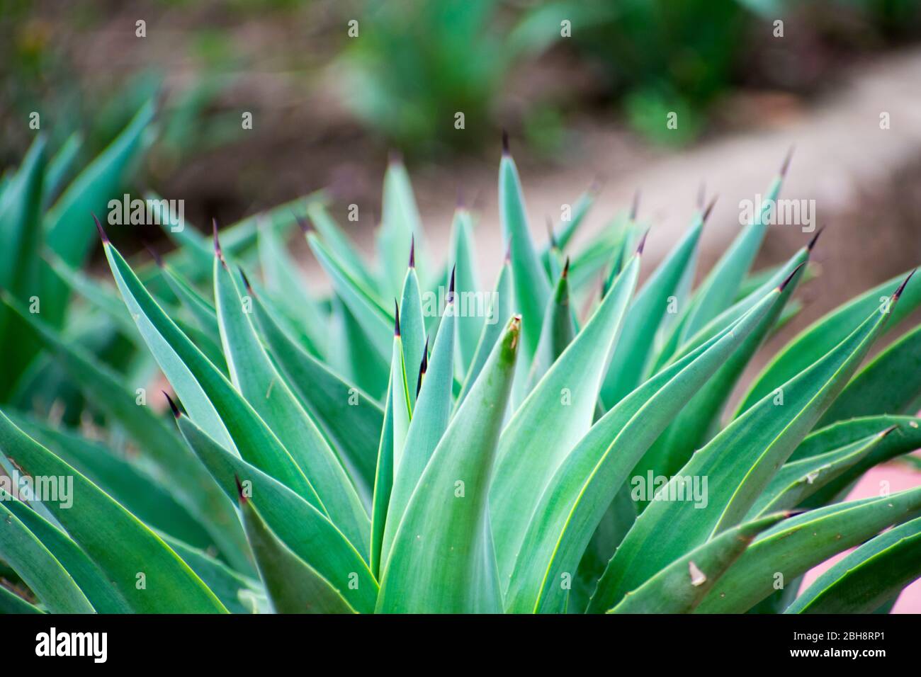 Agave Kaktus in natürlicher Umgebung, Bhopal Indien Stockfoto