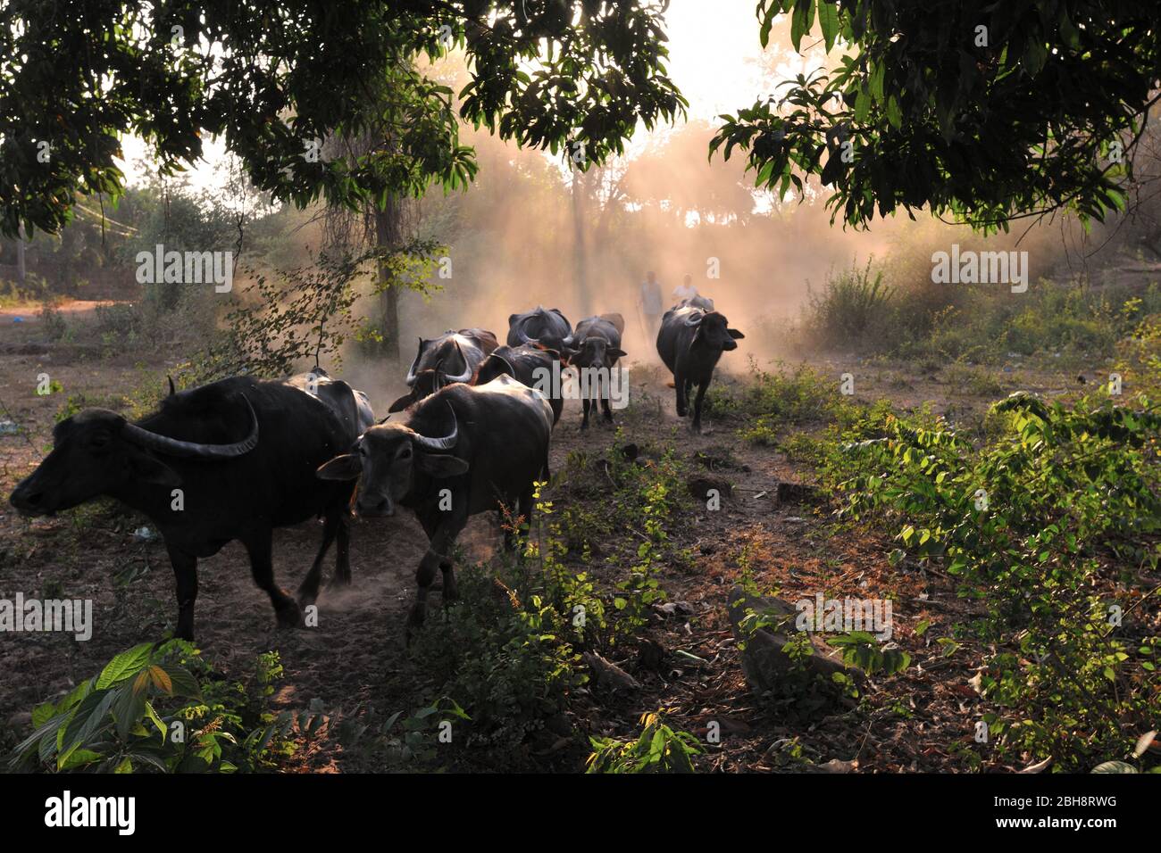 Covid 19, Coronavirus, Leben vergeht auf dem Land, keine Sperrung für Wasserbüffel auf dem indischen Subkontinent Stockfoto
