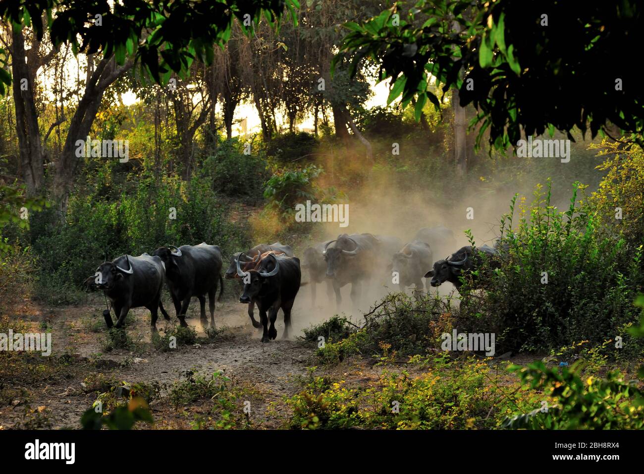 Covid 19, Coronavirus, Leben vergeht auf dem Land, keine Sperrung für Wasserbüffel auf dem indischen Subkontinent Stockfoto