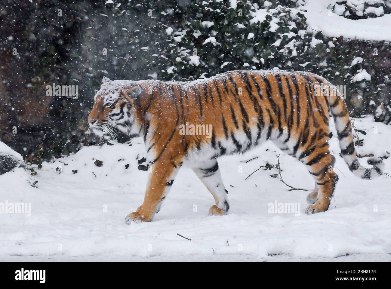 Tiger, Panthera tigris, im Schnee, Zoo, Bayern, Deutschland Stockfoto