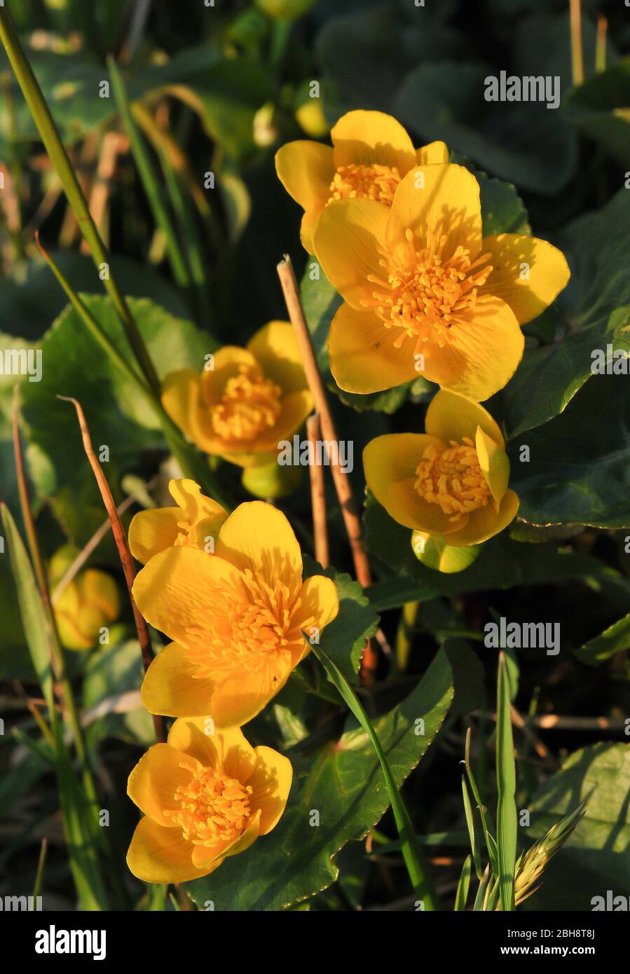 Marsh Marigold, Caltha palustris, in Feuchtgebiet, Bayern, Deutschland Stockfoto