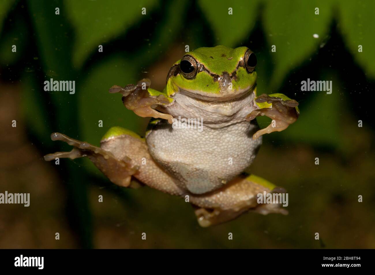 Baumfrosch, auf Glas sitzend, Hyla arborea, Hylidae, Bayern, Deutschland Stockfoto