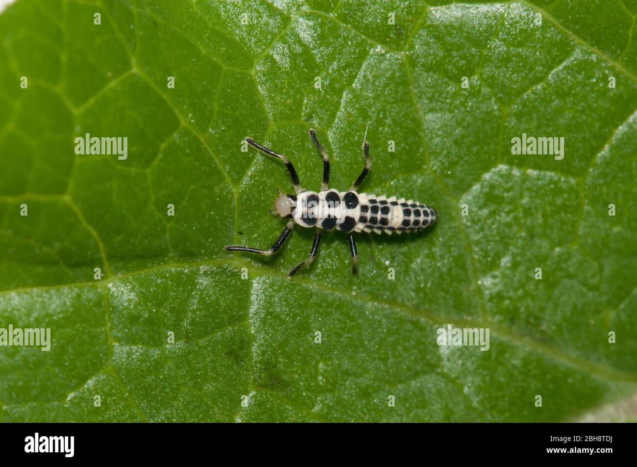 Larve aus dem leichten Marienkäfer, Calvia decemguttata, auf Blatt sitzend, Bayern, Deutschland Stockfoto