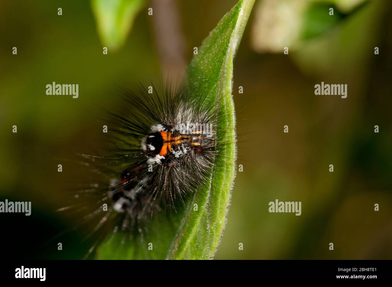 Schwanenmotte, Raupe, Sphrageidus similis, auf Blatt sitzend, Bayern