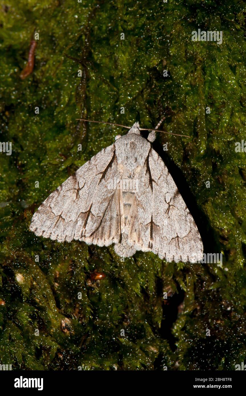 GrauDolch, Acronicta PSI, sitzend auf moosem Boden, Bayern, Deutschland Stockfoto