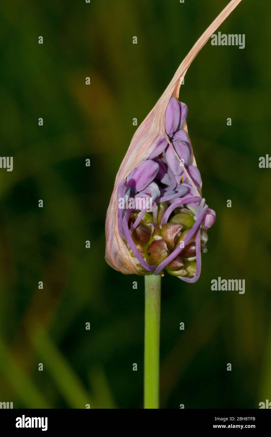 Kielierter Knoblauch, Allium carinatum, Knospe, teilweise geöffnet, Blüte, Bayern, Deutschland Stockfoto