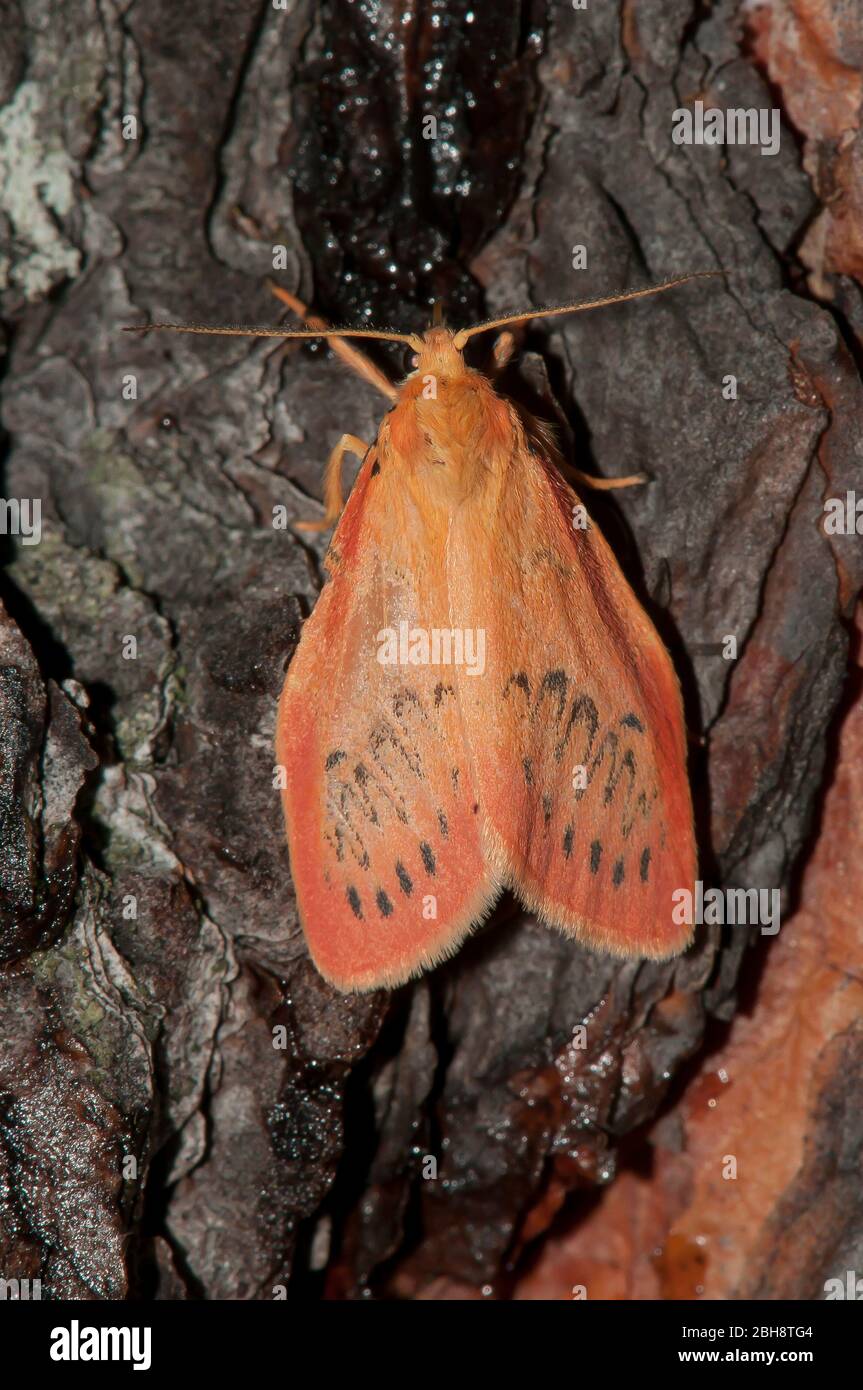 Rosenflechten-Bär, Miltotripata miniata, auf Baumrinde sitzend, Bayern, Deutschland Stockfoto