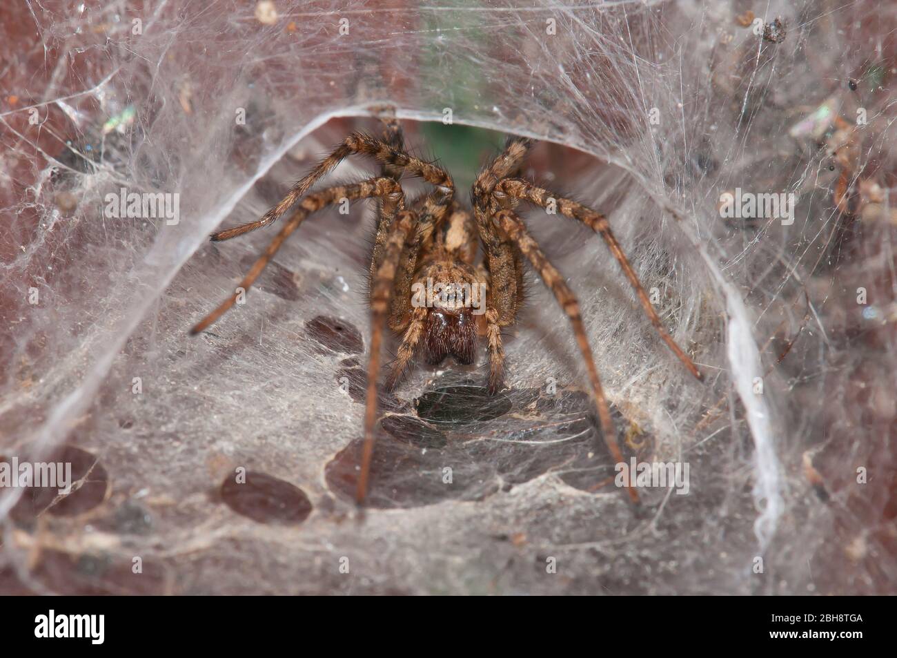 Labyrinth-Spinne, Agelena labyrinthica, lauert in ihrem Schlauchnetz, Bayern, Deutschland Stockfoto