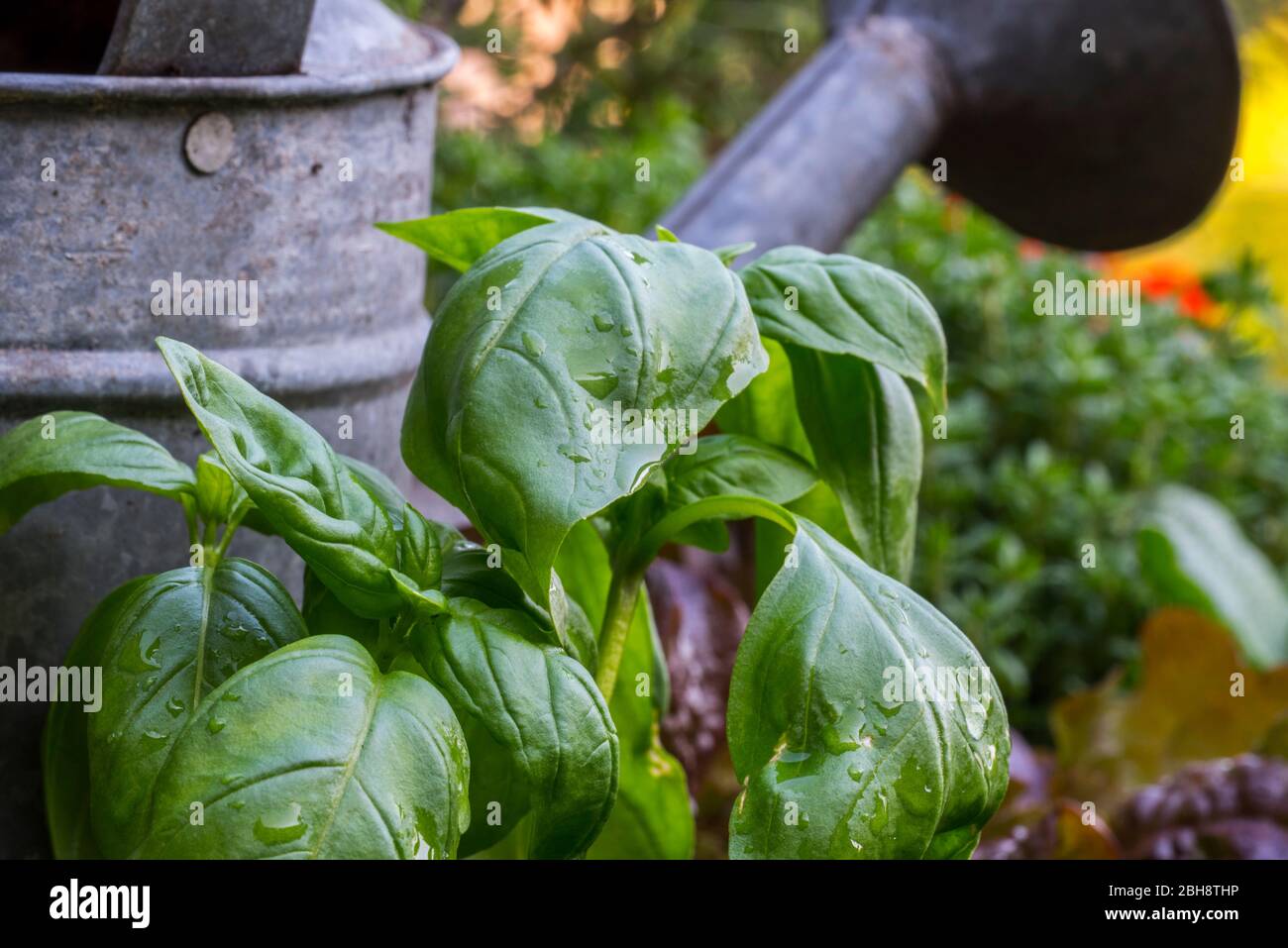 Nahaufnahme der grünen Blätter des kulinarischen Krautes großer Basilikum (Ocimum basilicum) vor alter Gießkanne im Quadratfuß-Garten im Frühjahr Stockfoto