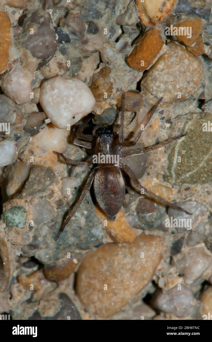 Spinne, Scotophaeus scutulatus, sitzend auf gritty Boden, Bayern, Deutschland Stockfoto