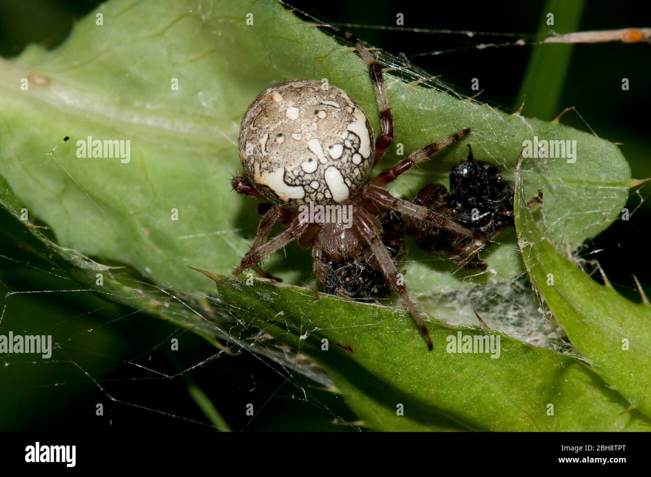 Vierfleckiger Orbweber, Araneus quadratus, auf einer Distelblüte, lauert auf Beute, Bayern, Deutschland Stockfoto