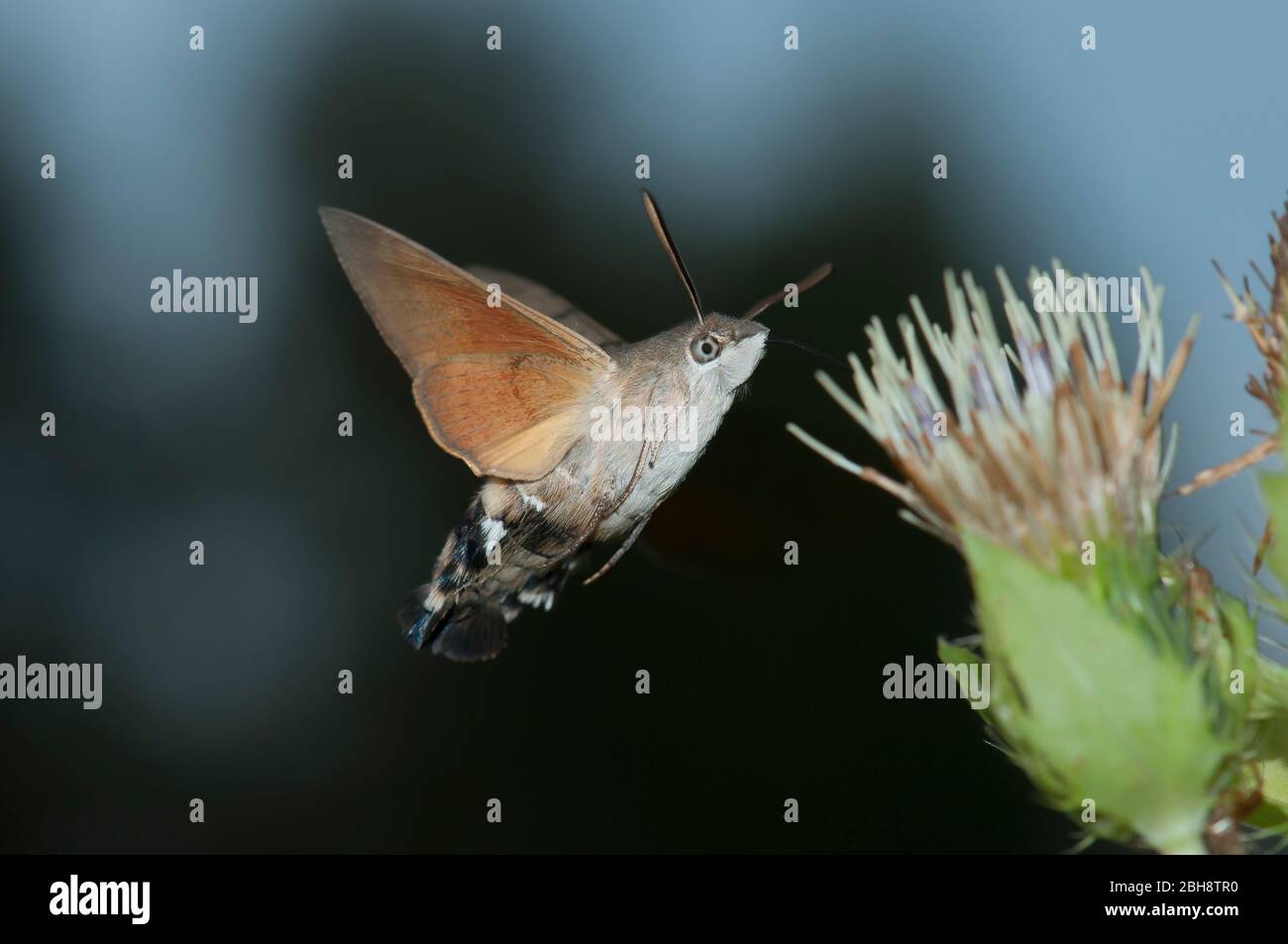 Taubenschwanz, Macroglossum stellatarum, saugend im Flug bei Kohl Kratzdistel, Bayern, Deutschland Stockfoto