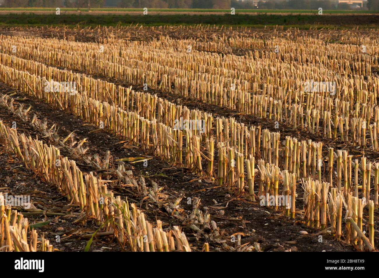 Maisfeld, Zea mays, Monokultur, Landwirtschaft, Bayern, Deutschland Stockfoto