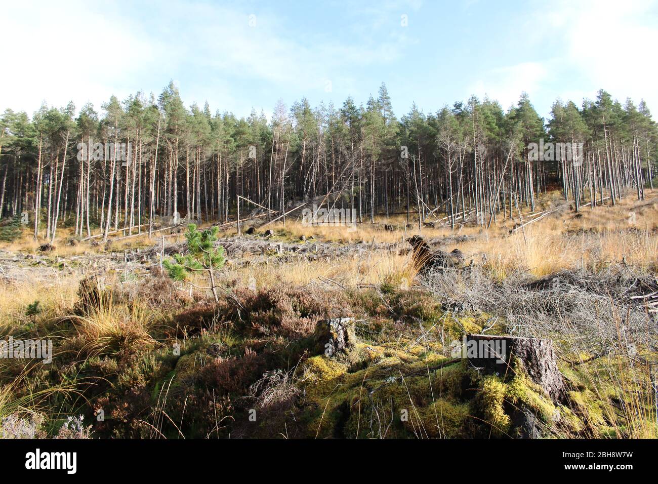 Entwaldung von Nadelbäumen im Rosehall Forest, Scottish Highlands, Schottland, Großbritannien Stockfoto