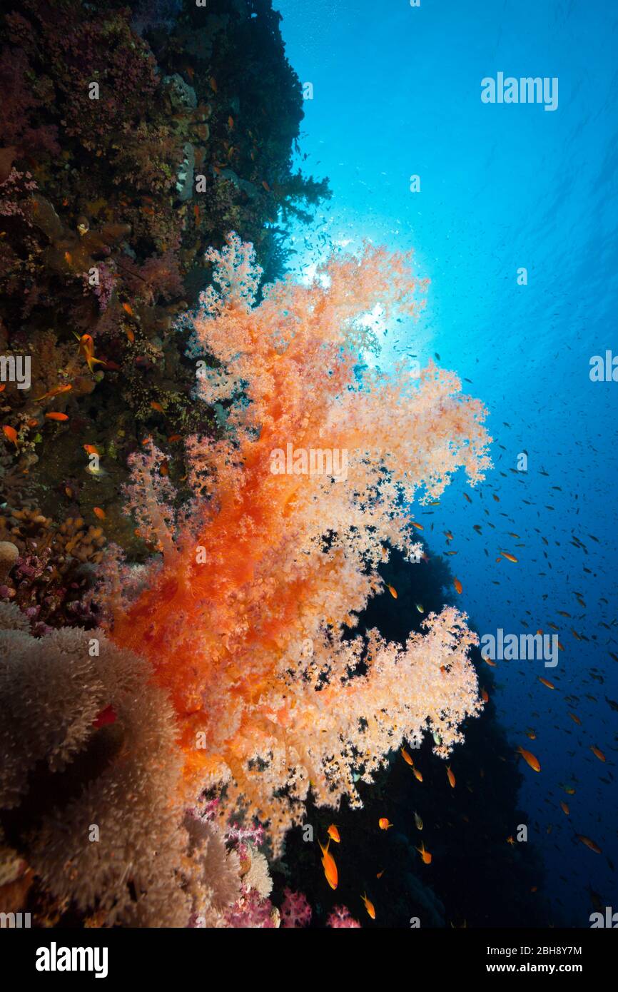 Farbige Weichkorallen, Dendronephthya sp., Brother Islands, Rotes Meer, Ägypten Stockfoto