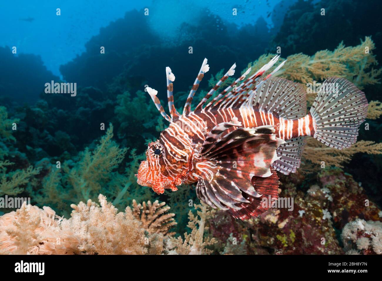 Indischer Rotfeuerfisch, Pterois Miles, Brother Islands, Rotes Meer, Ägypten Stockfoto