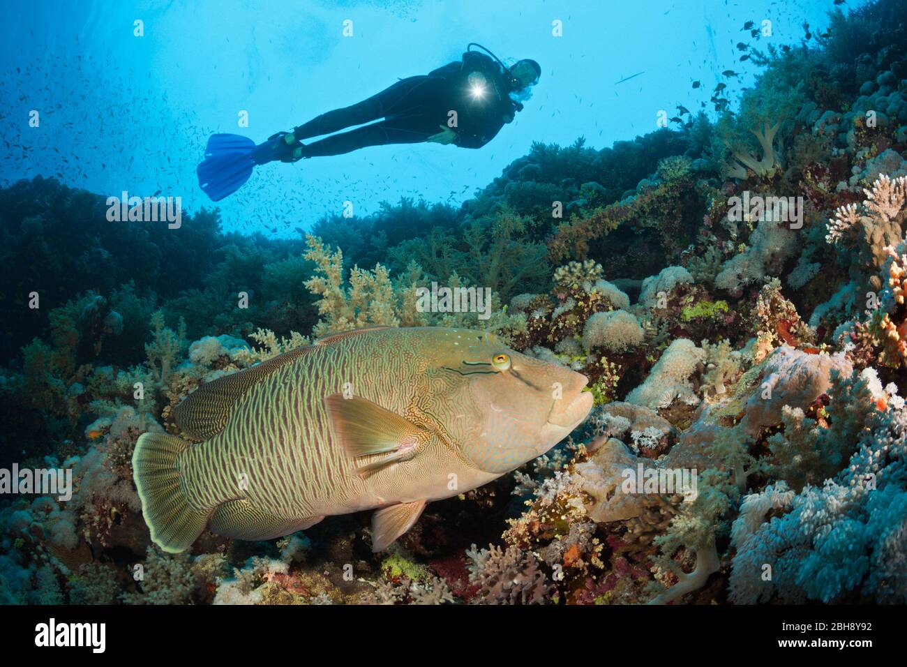 Scuba Diver und Napoleon, Wrasse, Cheilinus undulatus, Brother Islands, Rotes Meer, Ägypten Stockfoto