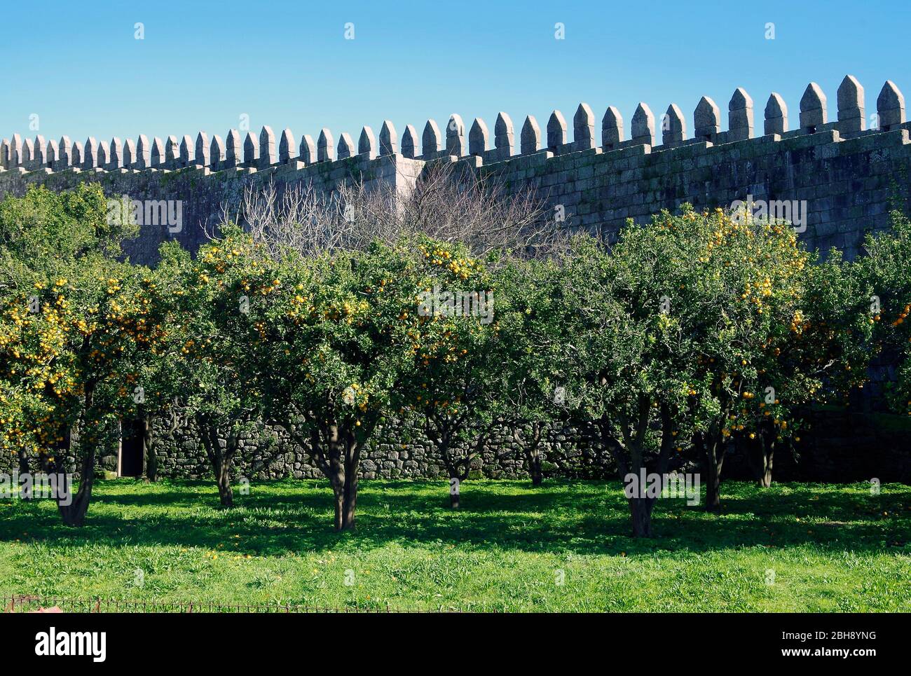 Ein kleiner Orangenhain auf einem kleinen Feld, der auf einer Seite von einem Teil der mittelalterlichen Fernandine-Mauer der Stadt Porto, Portugal begrenzt wird Stockfoto