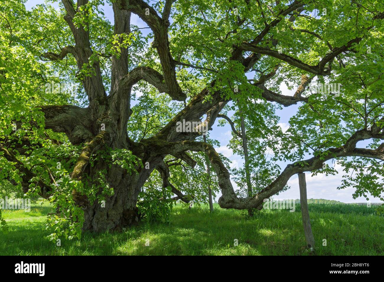 Deutschland, Baden-Württemberg, Bernstadt, die Walkstetter Linde, ein Baumveteran der 430 bis 500 Jahre alt ist. Winterlinde, Tilia cordata Stockfoto