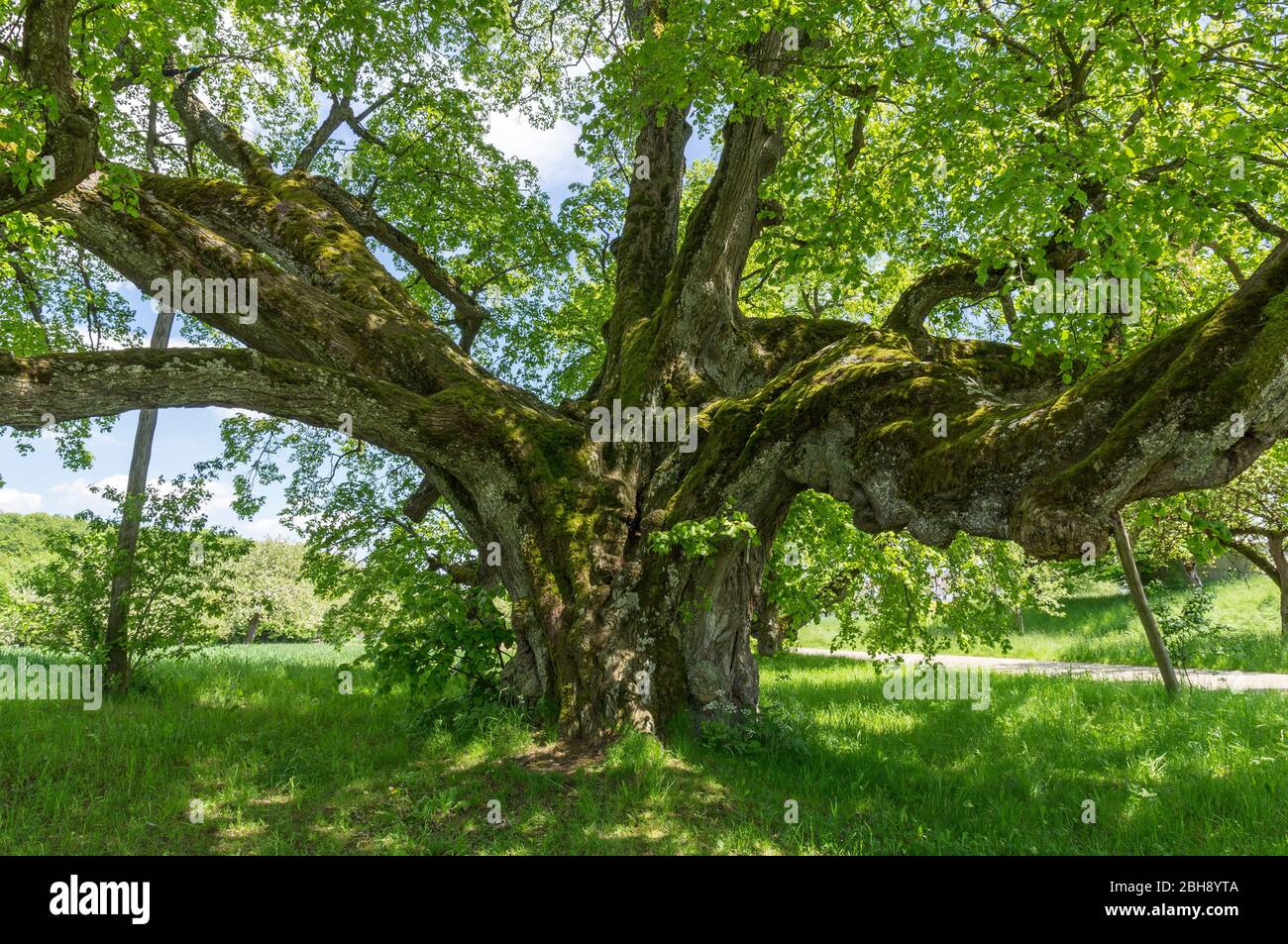 Deutschland, Baden-Württemberg, Bernstadt, die Walkstetter Linde, ein Baumveteran der 430 bis 500 Jahre alt ist. Winterlinde, Tilia cordata Stockfoto