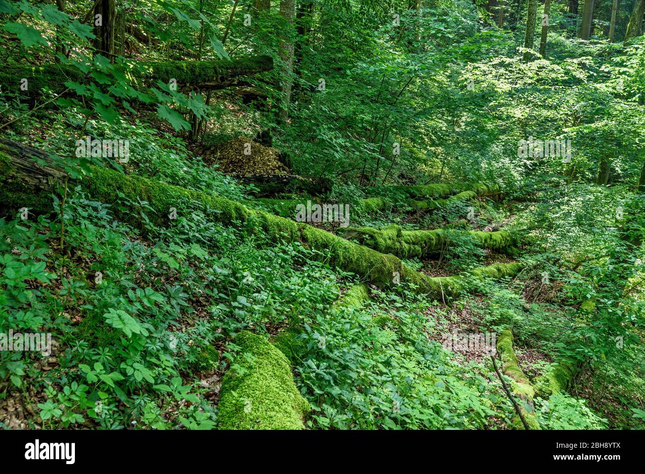 Deutschland, Baden-Württemberg, Lenningen-Gutenberg, Waldlandschaft am Übergang zur Wildnis, Totholz im Bannwald Donntal bei Gutenberg im Biosphärengebiet Schwäbische Alb Der Bannwald gehört zur Kernzone Donntal und liegt im Naturschutzgebiet Oberes Lenninger Tal. Stockfoto