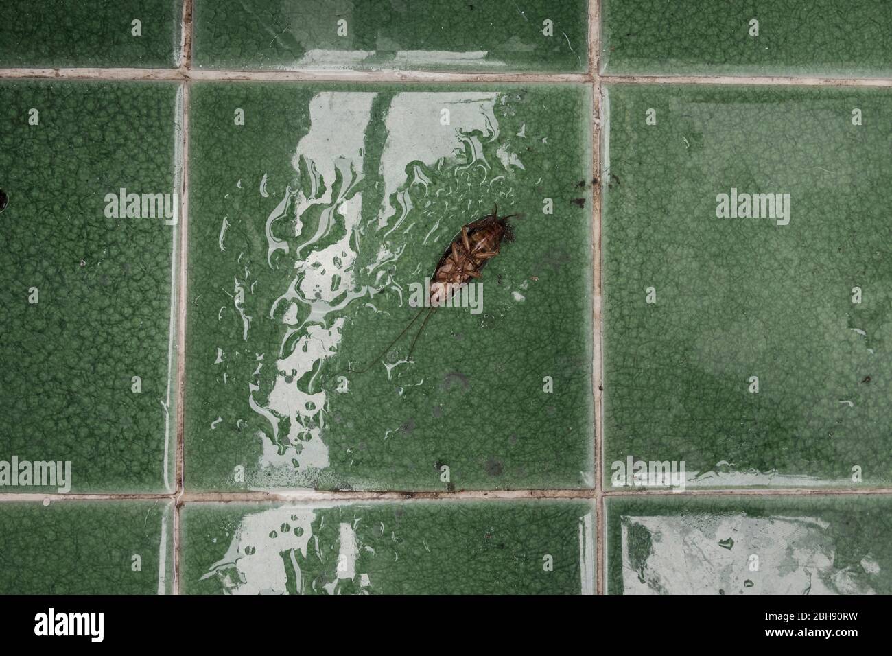 Tote Kakerlake auf nassem Fliesenboden Stockfoto